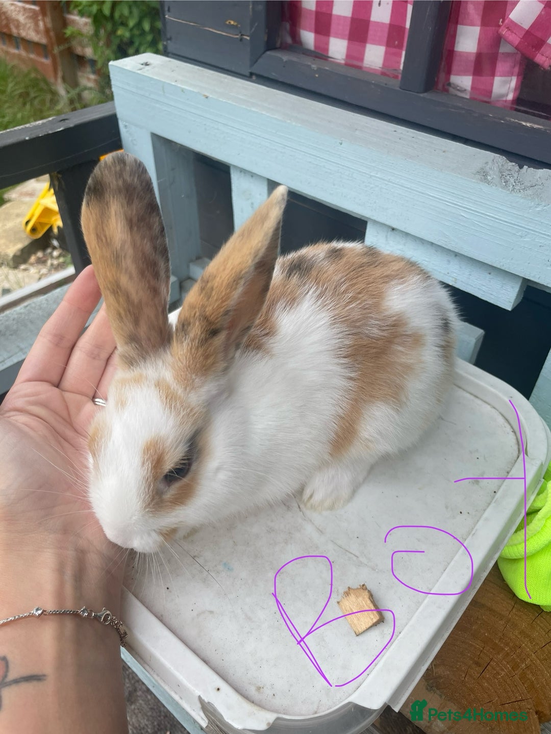 French Lop rabbits for sale: Baby rabbits  - Image 2