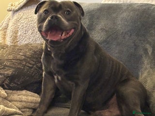 Staffordshire Bull Terrier dogs in Kingston upon Thames - Advert 24