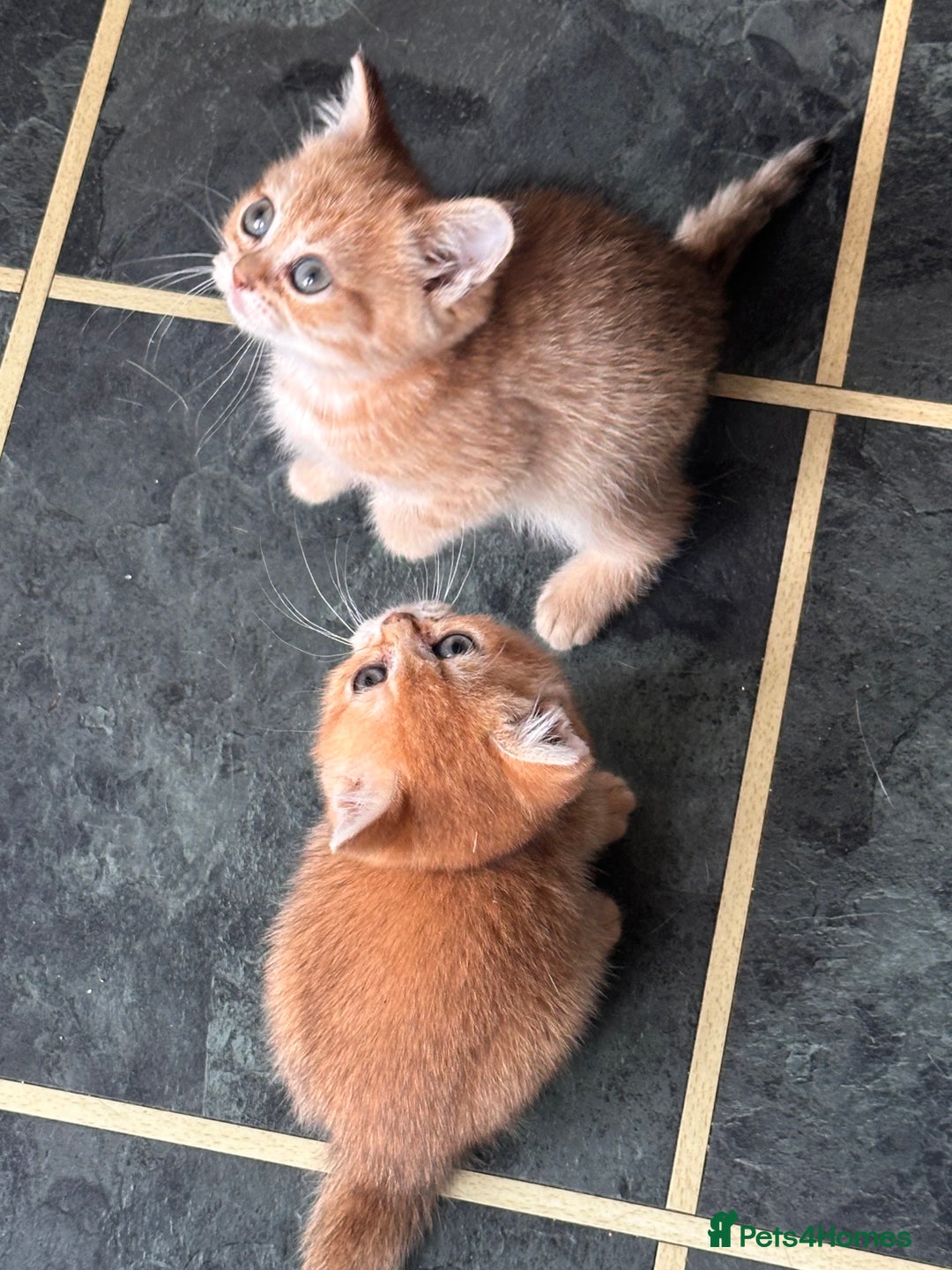 Scottish Fold cats for sale: Adorable pedigree kittens - Image 3