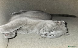 Scottish Fold cats for sale: 5 month blue Scottish Fold - Image 3