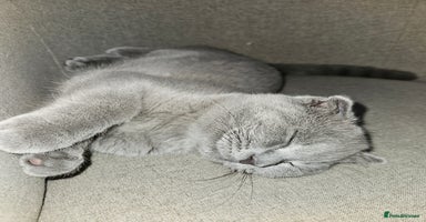 Scottish Fold cats - Advert 2