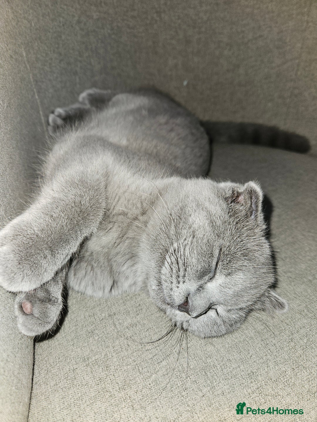 Scottish Fold cats for sale: 5 month blue Scottish Fold - Image 3