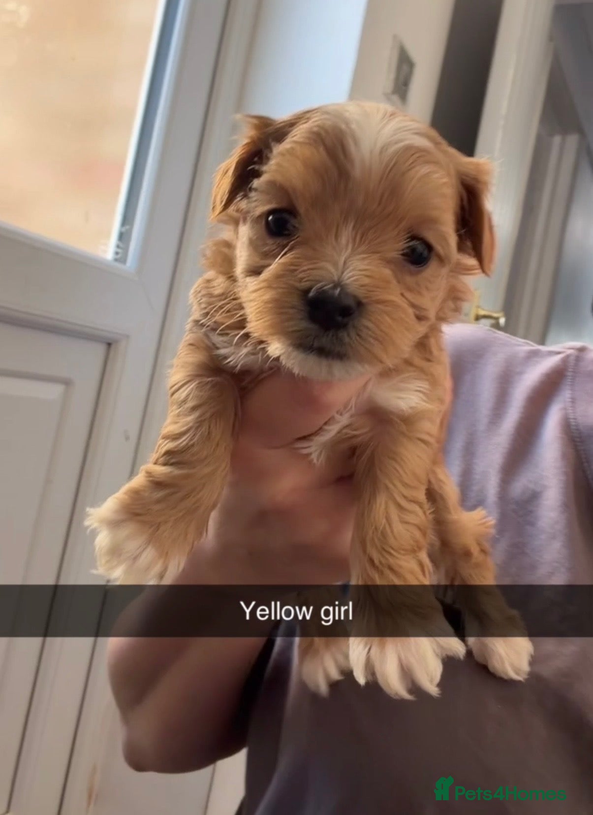 Maltipoo dogs f1 TOY maltipoos,parents dna health clear🏆blood - Advert 6