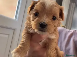 Maltipoo dogs f1 TOY maltipoos,parents dna health clear🏆blood - Advert 6