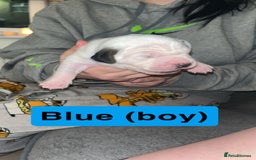 Mixed Breed dogs for sale: Dalmatian/Labrador cross staffy  - Image 3