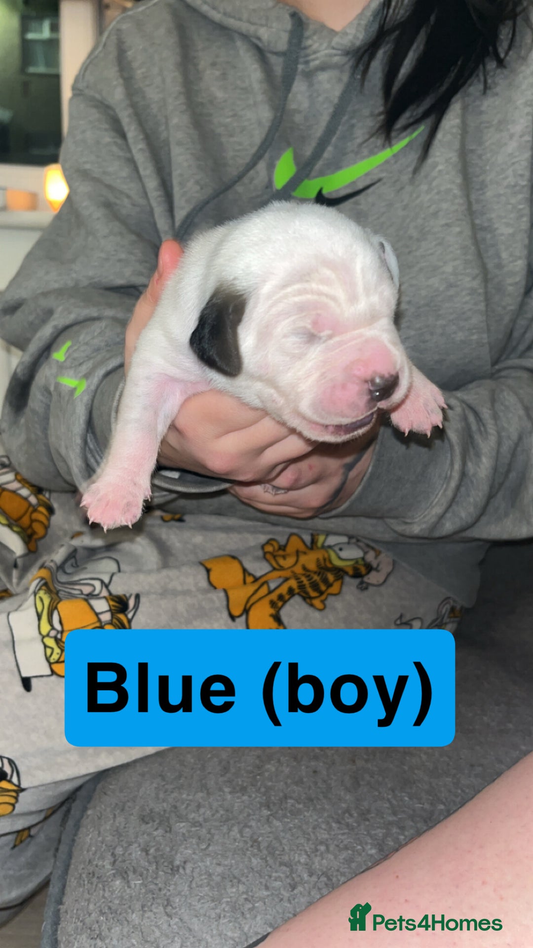 Mixed Breed dogs for sale: Dalmatian/Labrador cross staffy  - Image 3