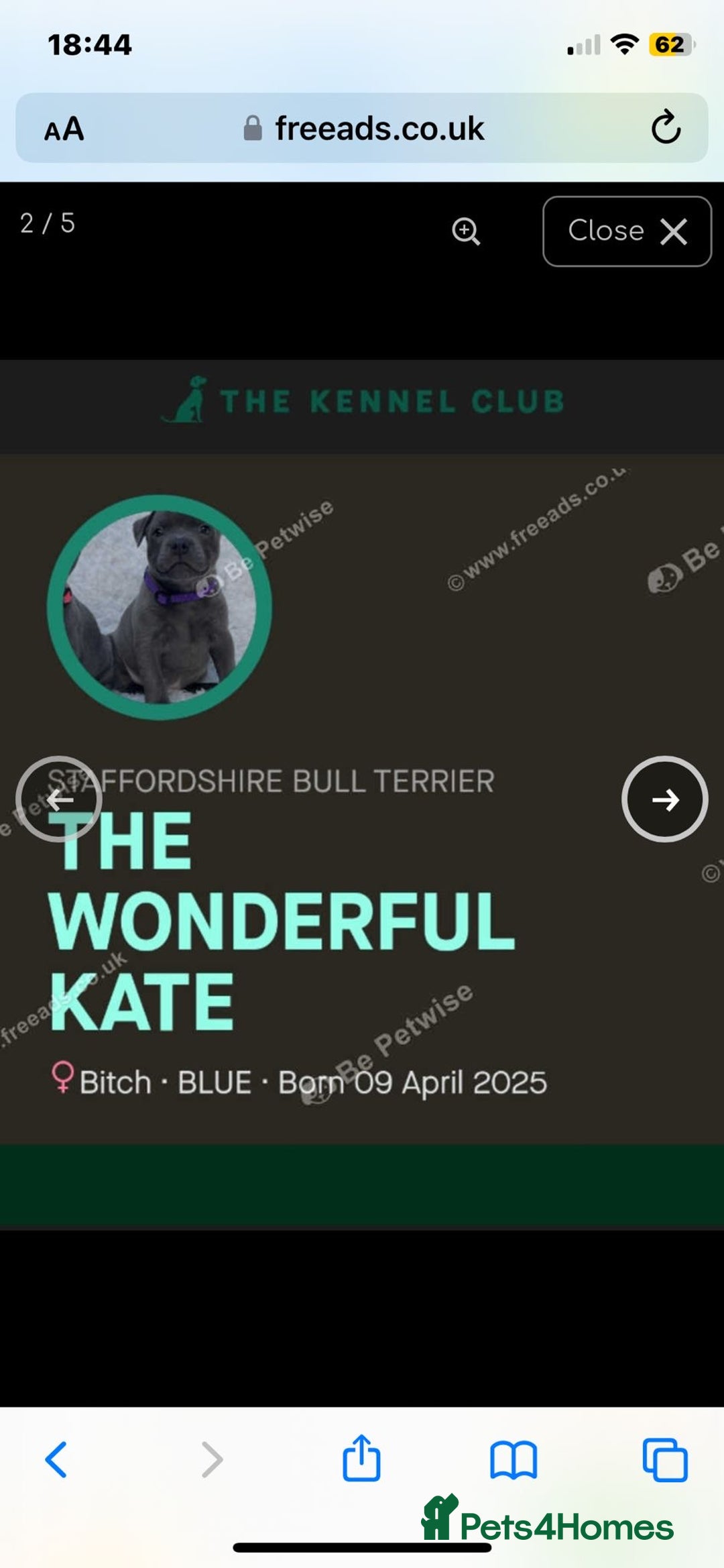 Staffordshire Bull Terrier dogs for sale: Beautiful solid blue staffy  - Advert 5