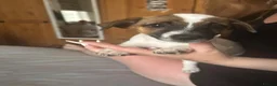 Jack Russell dogs for sale: Puppy 1 in Chatham - Advert 5