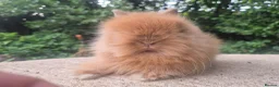 Angora rabbits for sale: ❤️STUNNING IMPORTED PARENTS- TEDDYDWERG BABIES❤️ - Advert 3