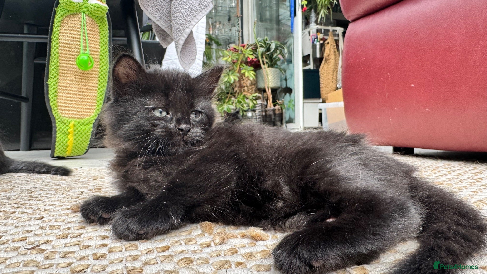 Mixed Breed cats Stunning kittens 🐈‍⬛  - Advert 1