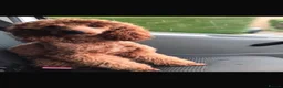 Cockapoo dogs for sale: 🐾 Beautiful Cheeky Cockapoos 🐾 - Advert 39