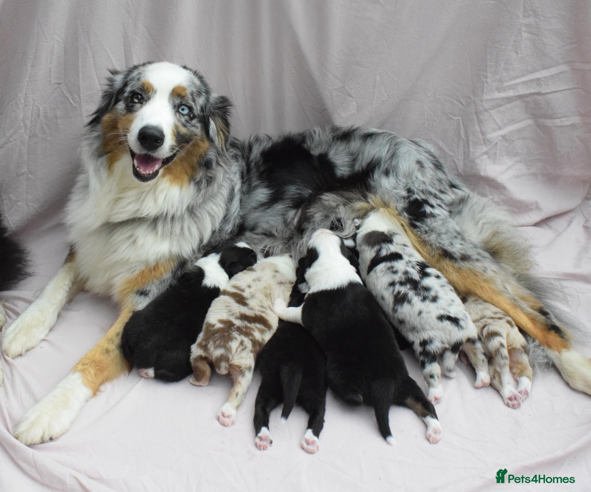 Australian Shepherd dogs Australian Shepherd Puppies - Advert 8