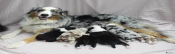 Australian Shepherd dogs for sale: Australian Shepherd Puppies - Advert 1