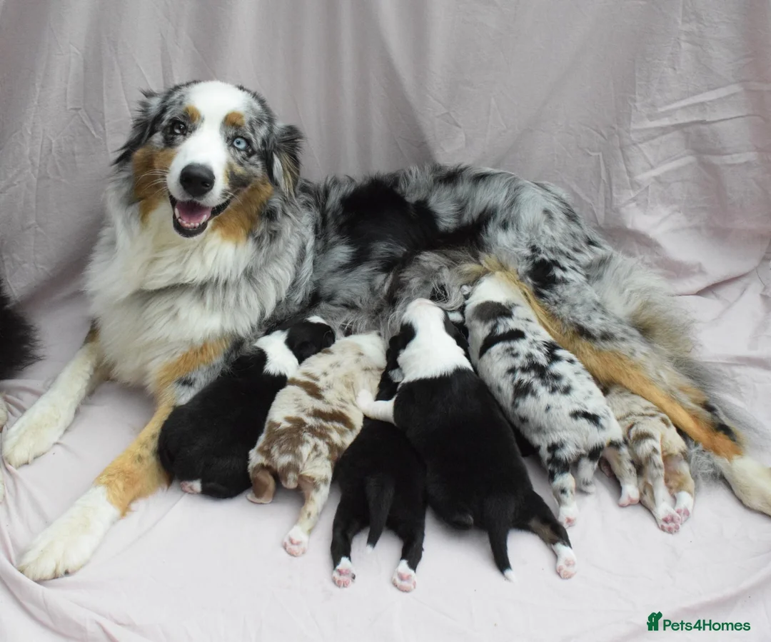 Australian Shepherd dogs for sale: Australian Shepherd Puppies - Advert 1