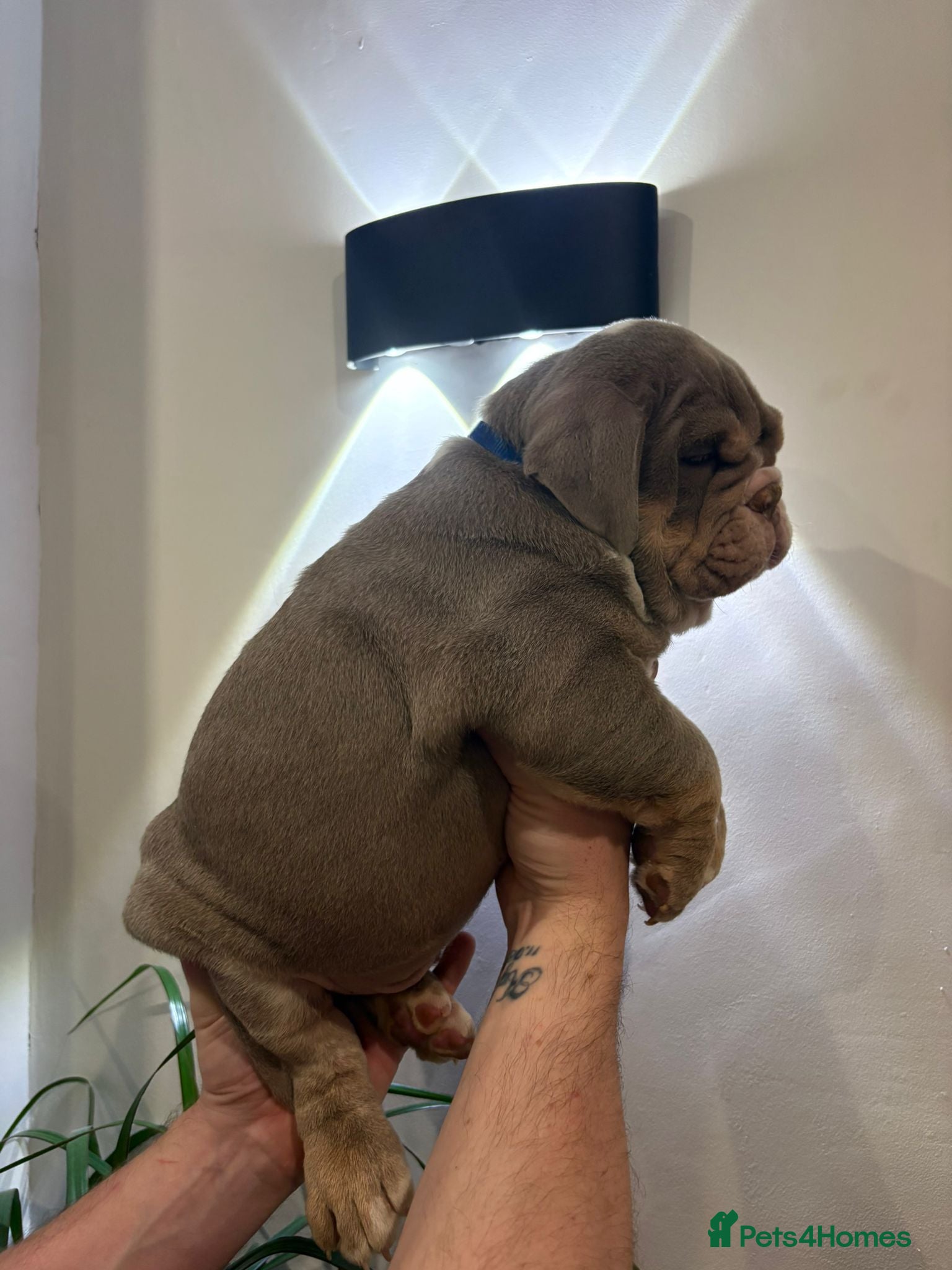 English Bulldog dogs English Bulldogs ready to leave! - Advert 2