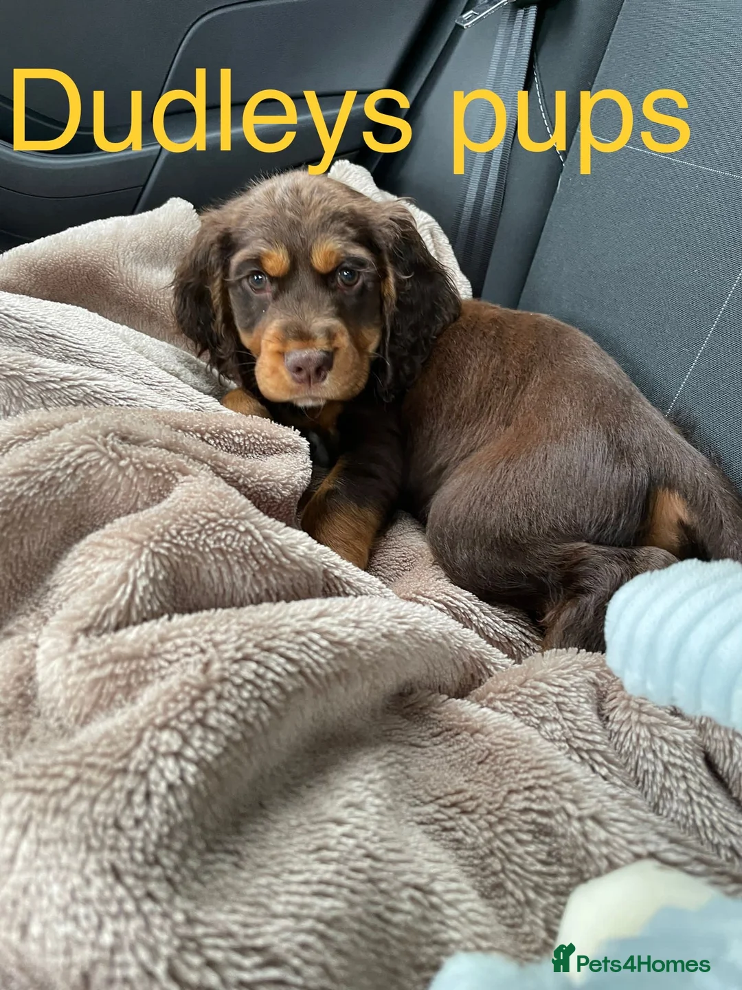 Cocker Spaniel dogs for stud: Cocker Spaniel Chocolate Sable for stud in Bedford - Advert 21