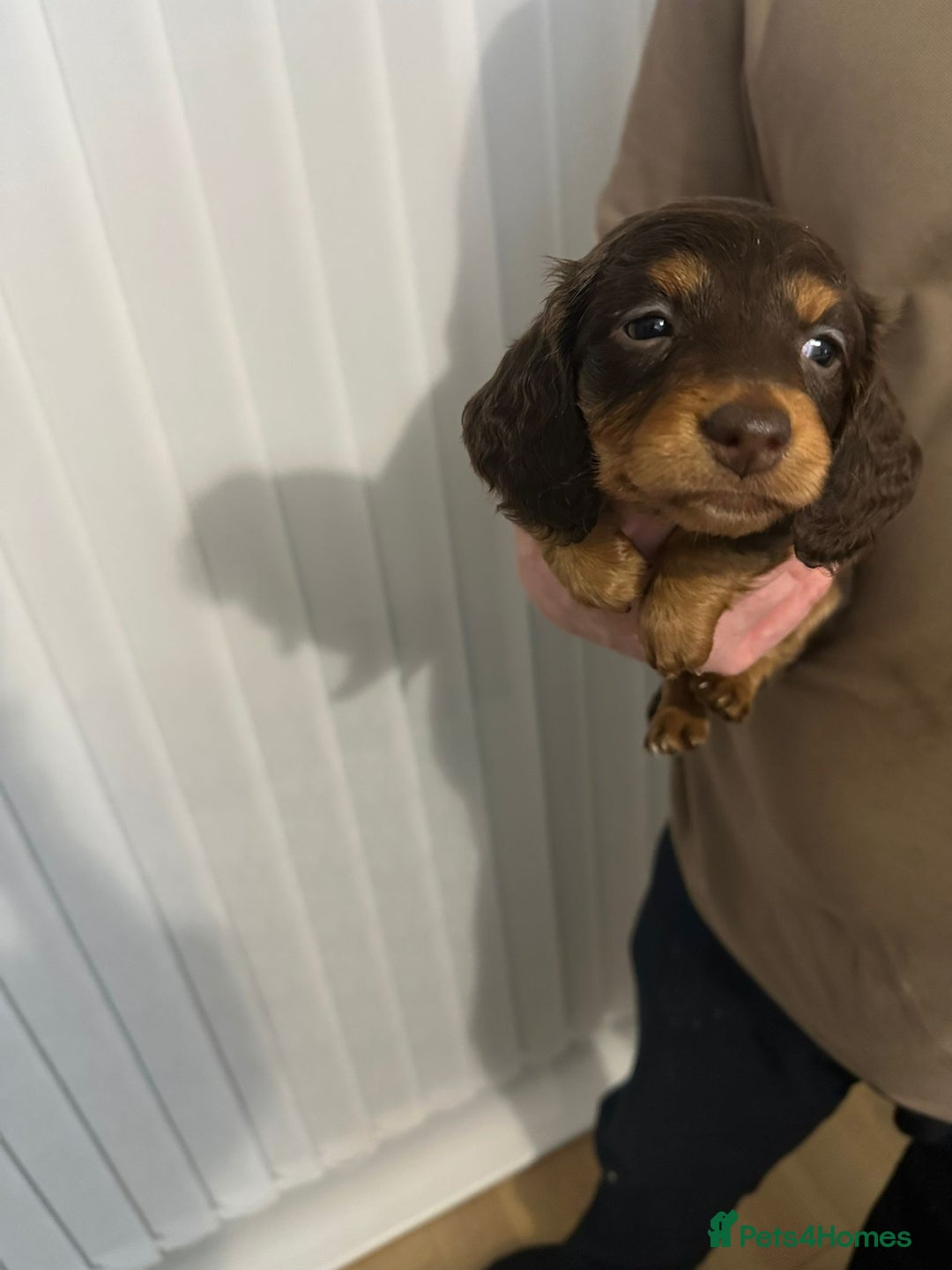 Miniature Dachshund dogs for sale: Miniature dachshunds  - Advert 8