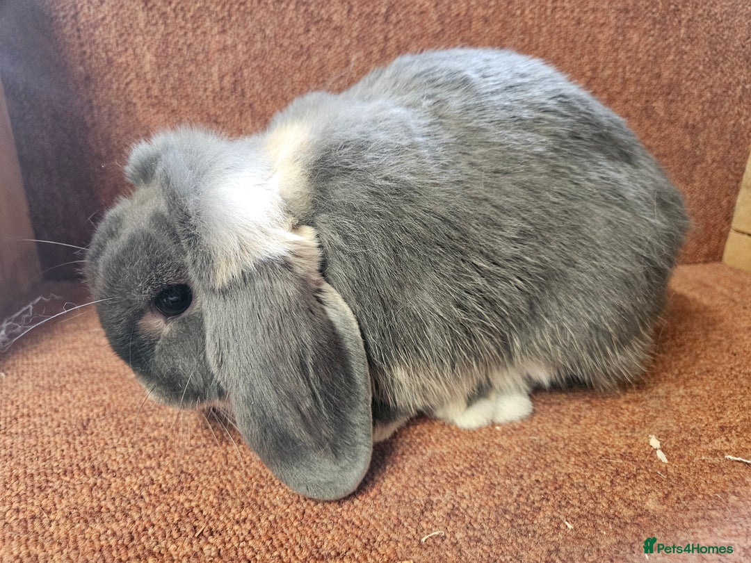 Mini Lop rabbits for sale: Pure Blue Otter mini lop buck.  Vaccinated  - Image 4