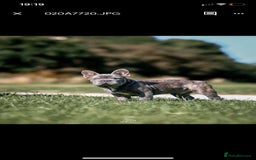 French Bulldog dogs for sale: Frankie 1 year old blue brindle boy  - Image 2