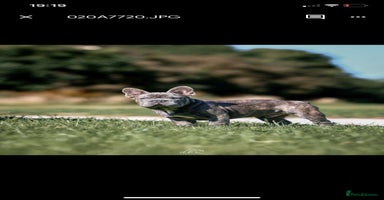 French Bulldog dogs - Advert 3