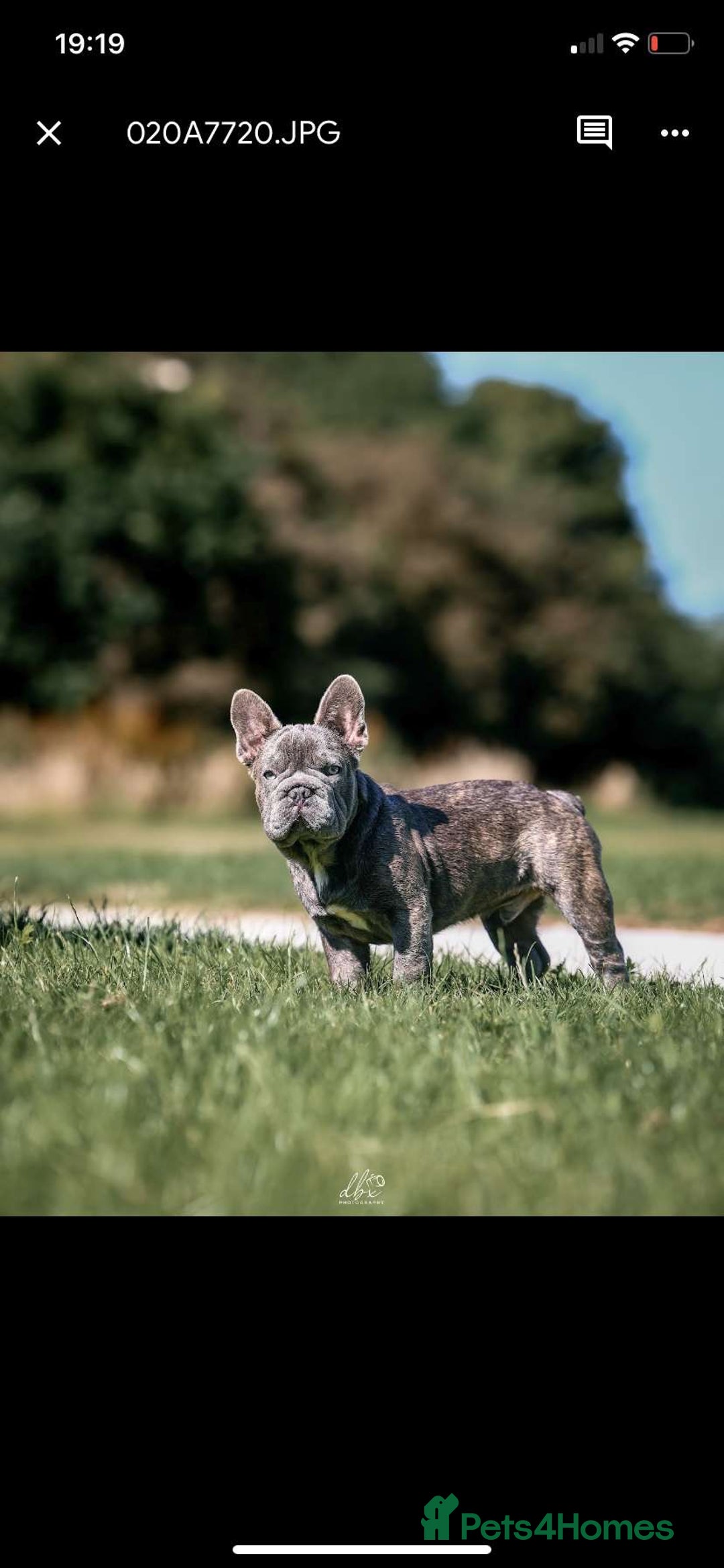 French Bulldog dogs for sale: Frankie 1 year old blue brindle boy  - Image 2