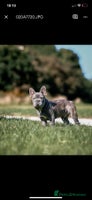 French Bulldog dogs - Advert 12