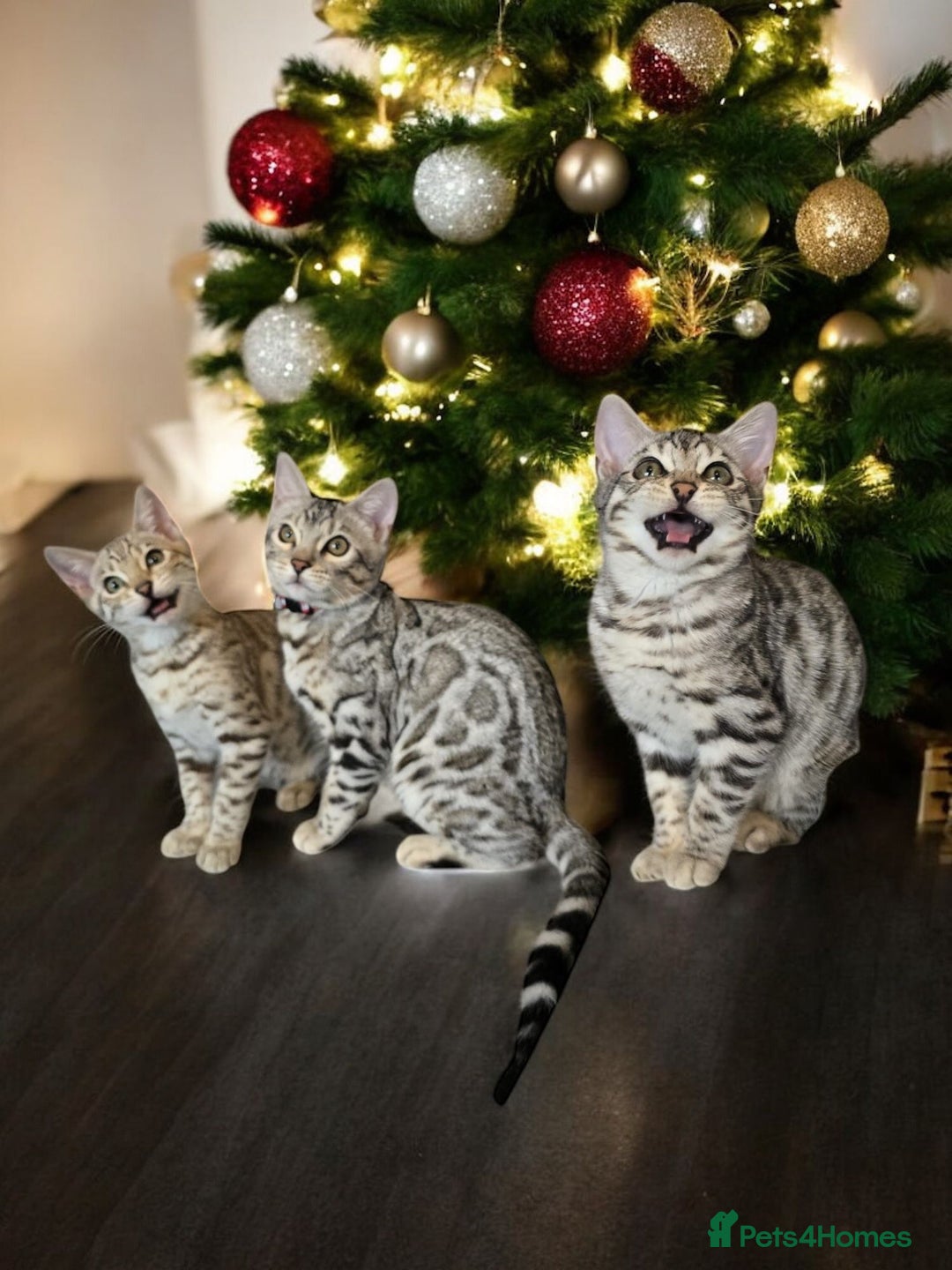 Bengal cats for sale:  Championship Bengal Kittens  - Advert 26
