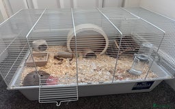 Hamster rodents for sale: Male Syrian Hamster (Black and White) - Image 7