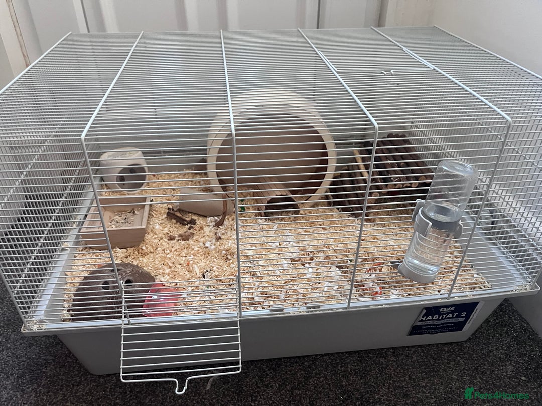 Hamster rodents for sale: Male Syrian Hamster (Black and White) - Image 7