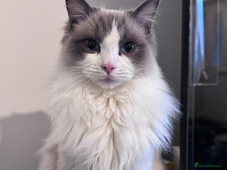 Ragdoll cats Blue GCCF registered Bicolour male - Advert 1