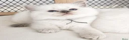 Ragdoll cats for sale: Lilac ragdoll males  - Advert 2