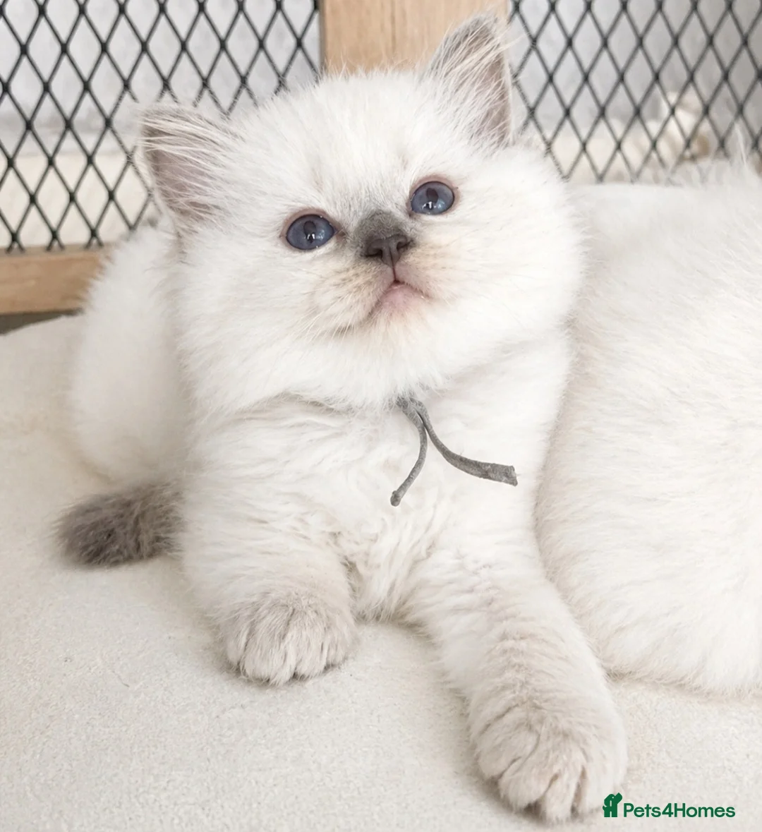 Ragdoll cats for sale: Lilac ragdoll males  - Advert 2