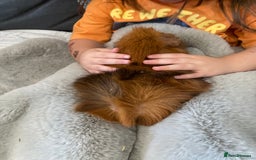 Guinea Pig rodents for sale: Bonded pair of male guineapigs. 1 adult 1 younger - Image 9