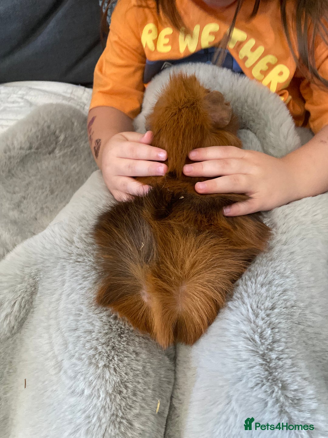 Guinea Pig rodents for sale: Bonded pair of male guineapigs. 1 adult 1 younger - Image 9