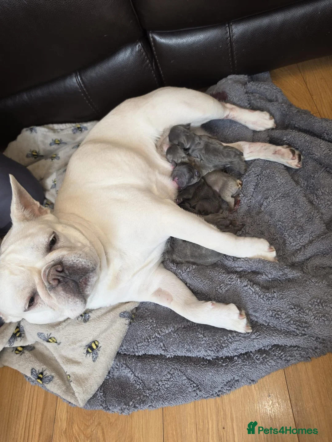 French Bulldog dogs for sale: France bulldog puppies  in York - Advert 2