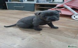 Staffordshire Bull Terrier dogs for sale: blue staffys - Image 9
