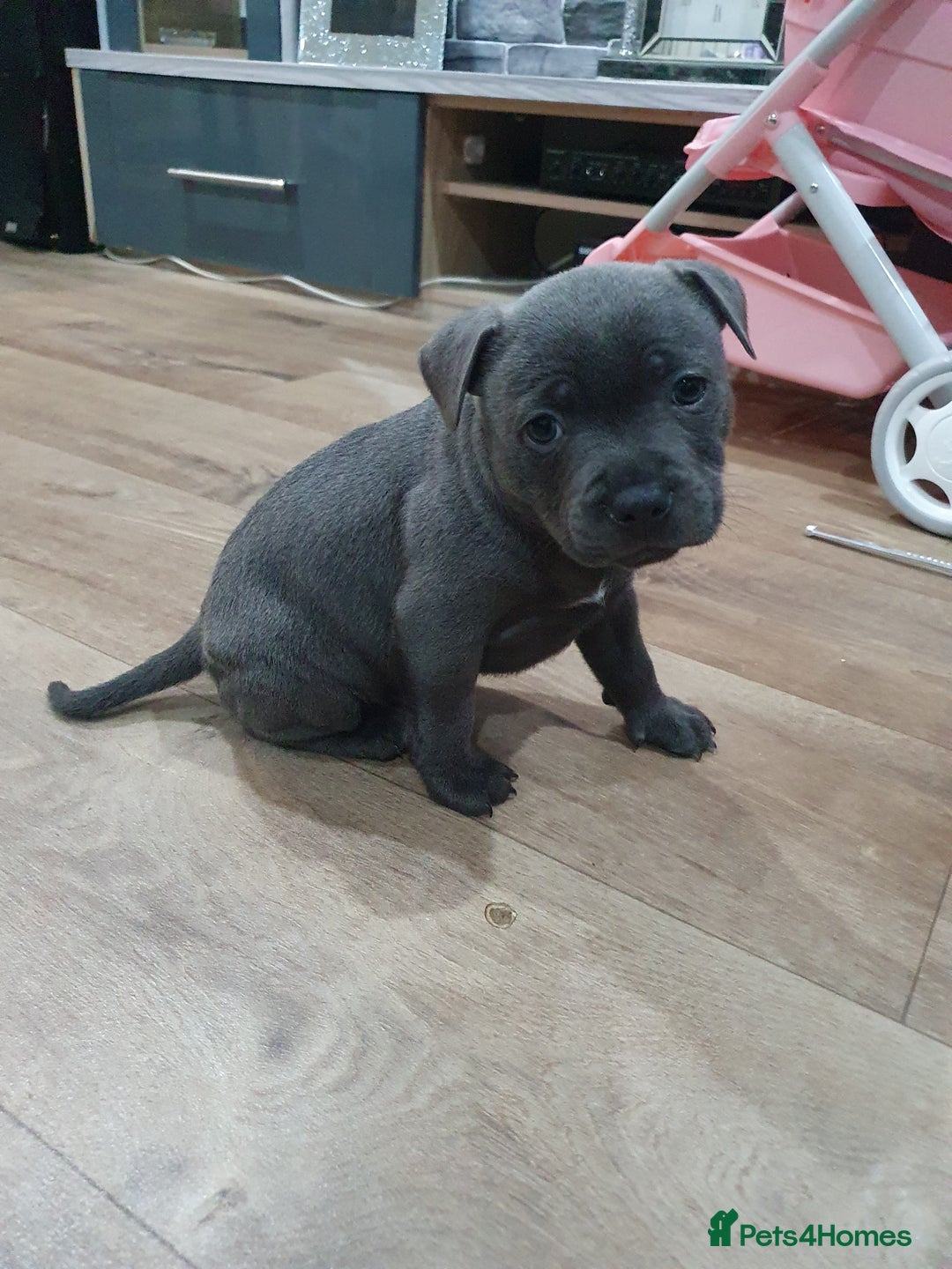 Staffordshire Bull Terrier dogs for sale: blue staffys - Image 9