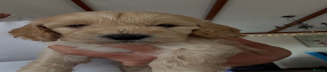 Cockapoo Puppy 2