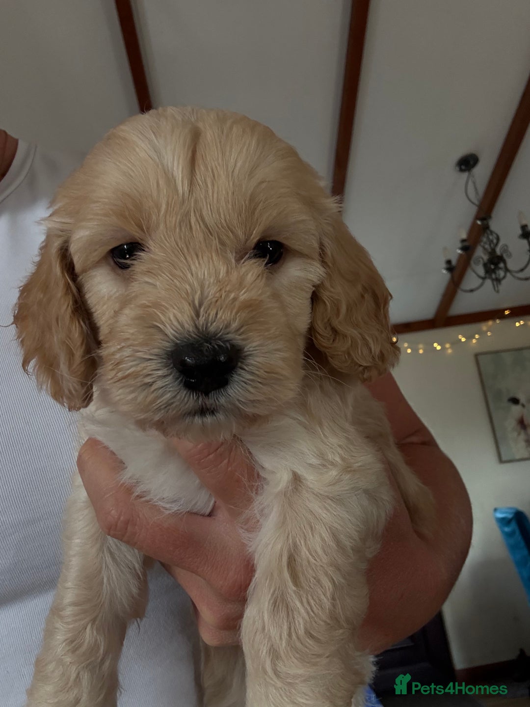 Cockapoo dogs for sale: **F1 cockapoo puppies**  - Image 11
