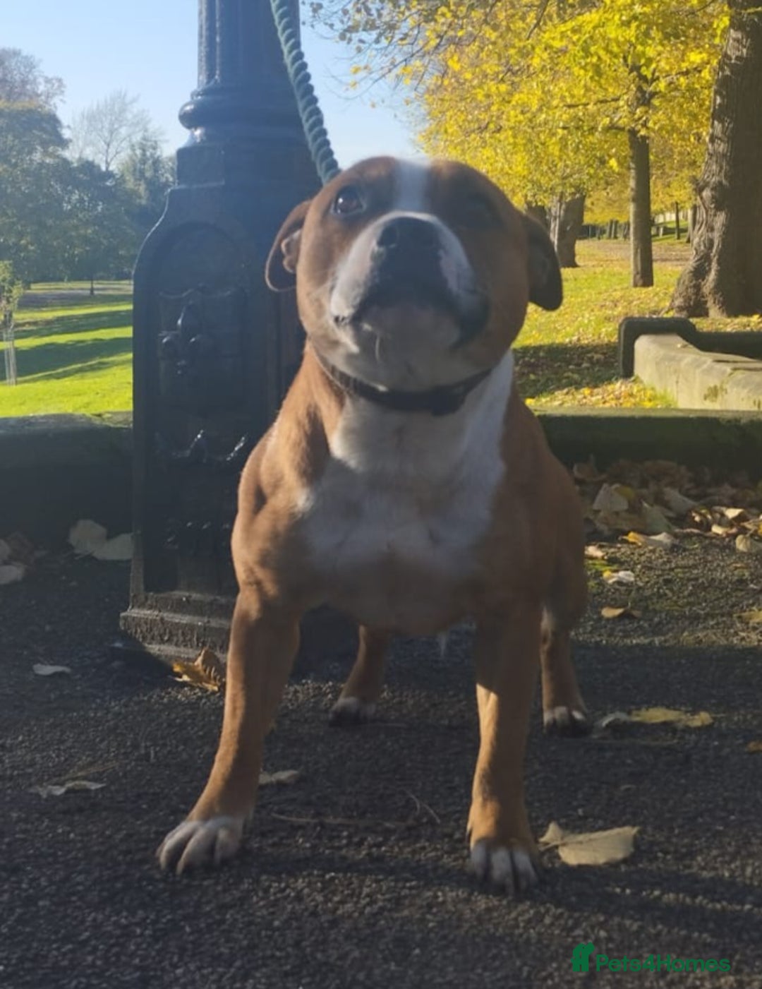 Staffordshire Bull Terrier dogs for sale: DNA HEALTH TESTED STAFFIE PUPPIES, BAER HEARING  - Advert 5