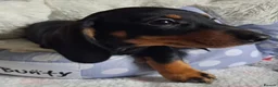 Miniature Dachshund dogs for sale: Stunning Dachshund pups *Ready now* - Advert 24
