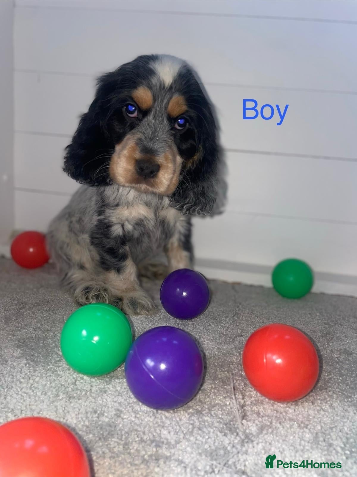 Cocker Spaniel dogs Show type cocker spaniels Ready for their homes - Advert 9