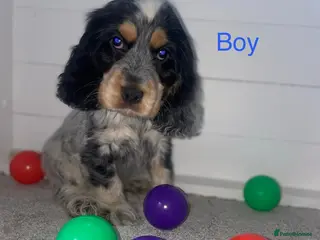 Cocker Spaniel dogs Show type cocker spaniels Ready for their homes - Advert 9