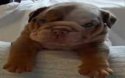 English Bulldog dogs for sale: Dwkc englìsh bulldog puppies  - Image 11