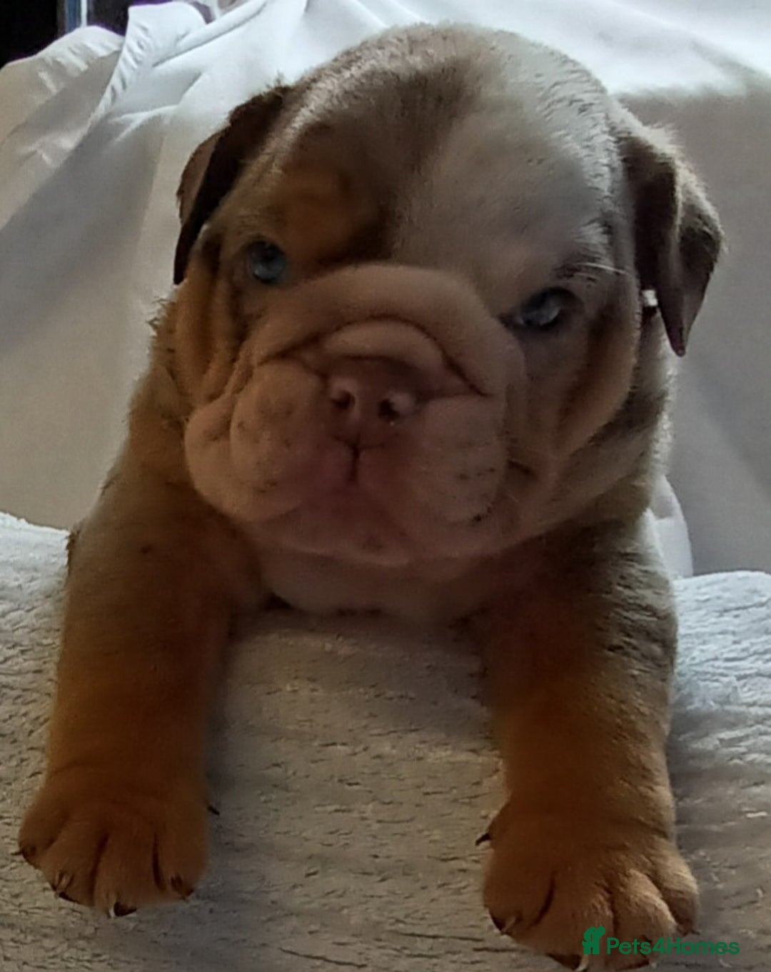 English Bulldog dogs for sale: Dwkc englìsh bulldog puppies  - Image 11