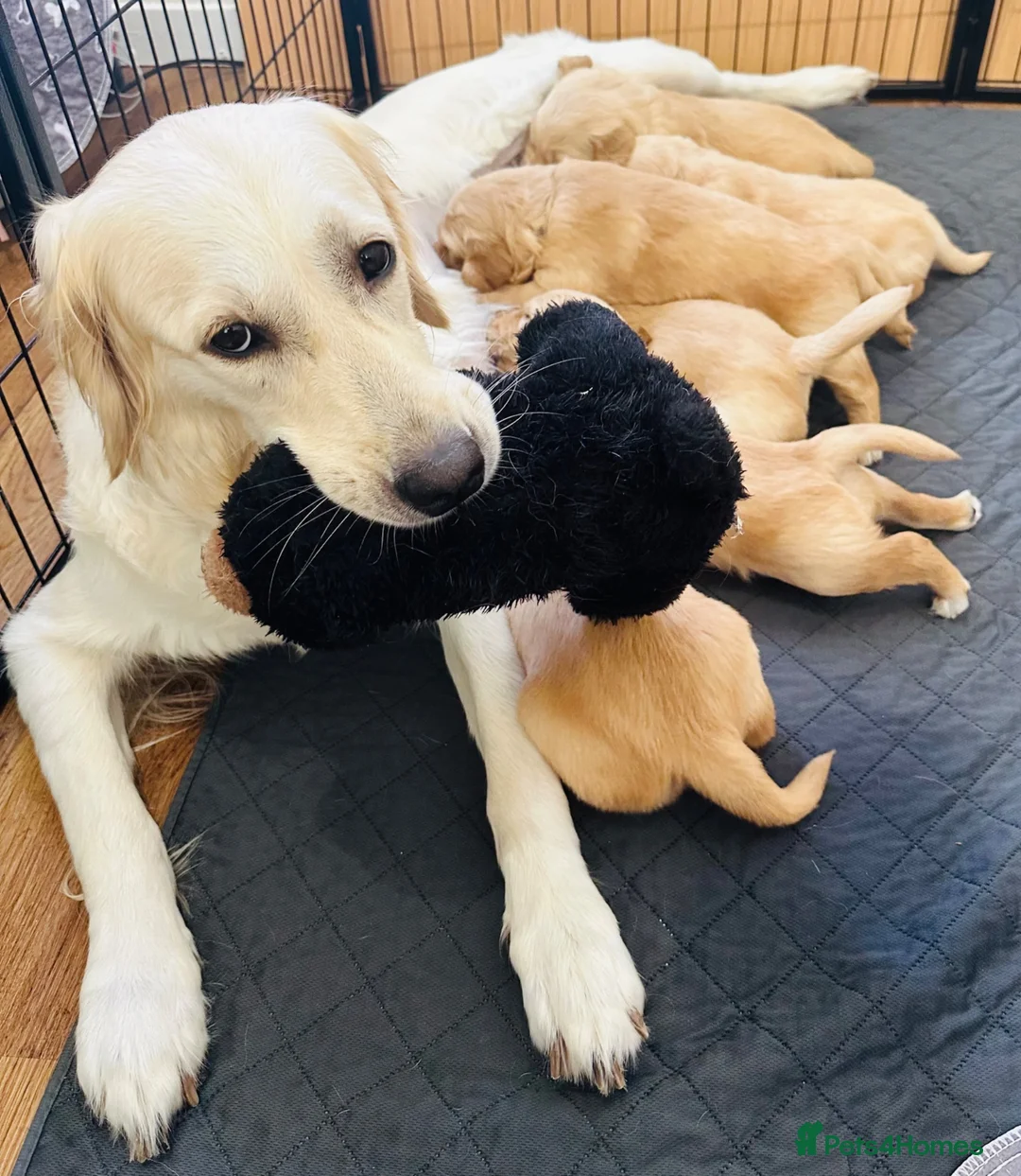 Golden Retriever dogs for sale: KC Registered Golden Retriever Puppies Parents HC - Advert 1