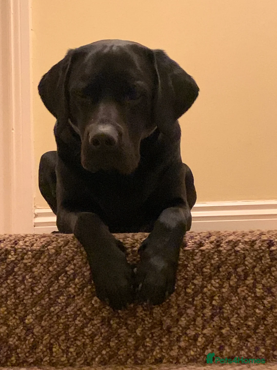 Labrador Retriever dogs for stud: Riley  in Leicester - Advert 8