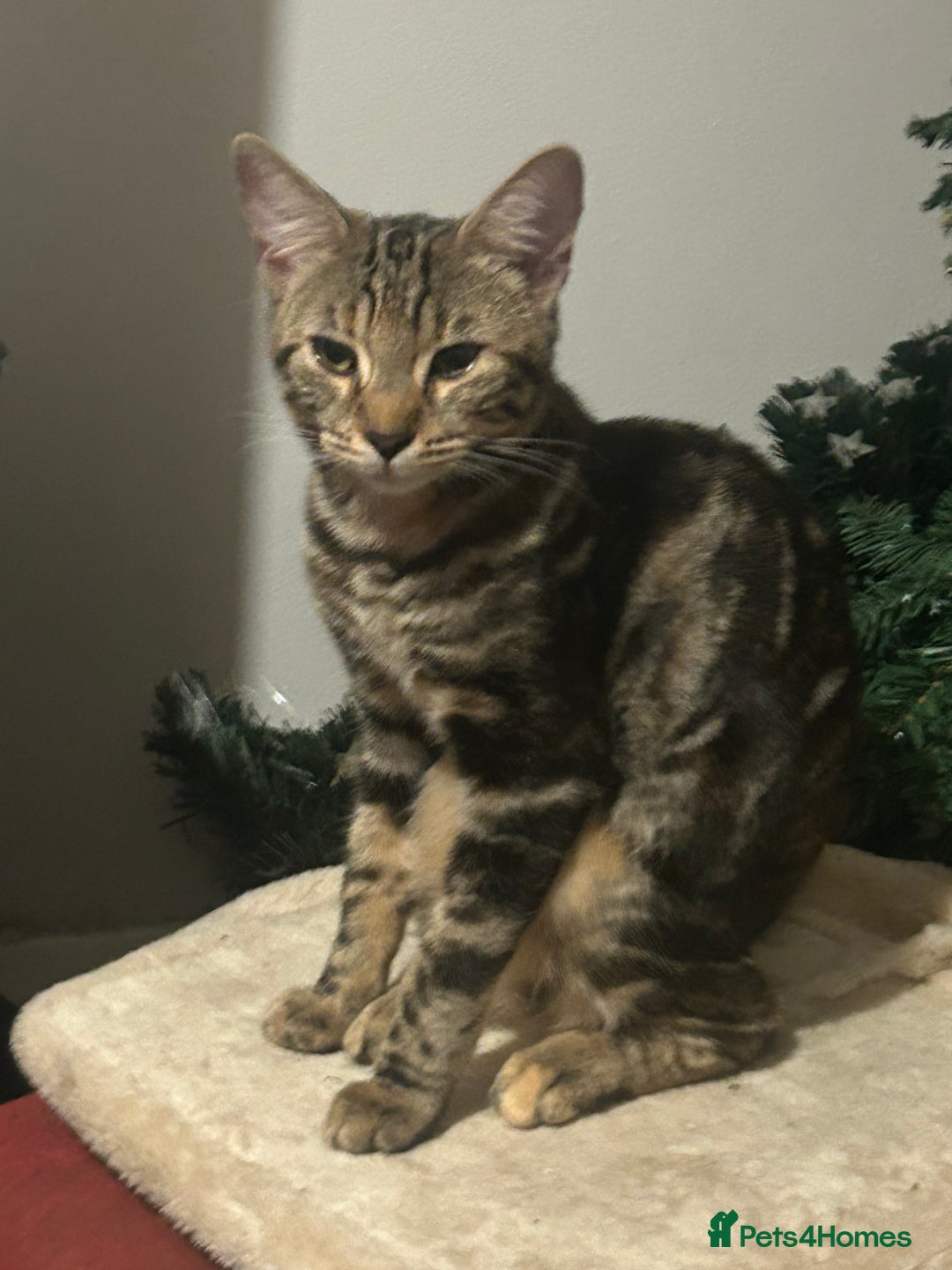 Bengal cats for sale: Beautiful Bengal Female Kitten Seeks Loving Home  - Advert 4