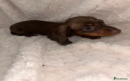 Miniature Dachshund dogs for sale:  ⭐️🐶Tiny tiny miniature dachshunds🐶⭐️ - Image 8
