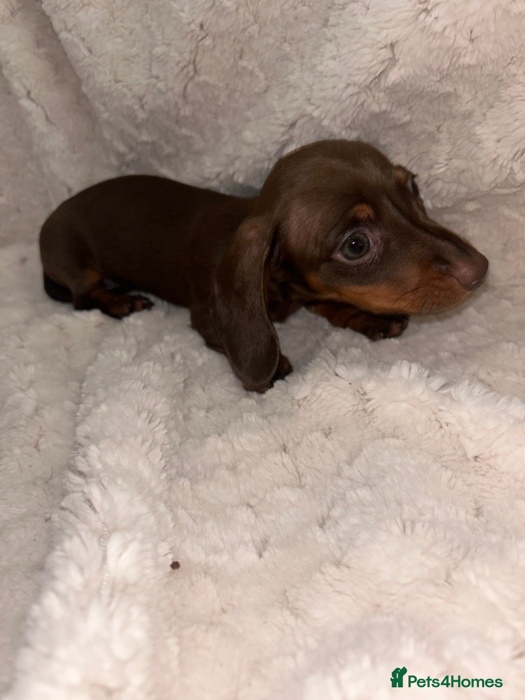 Miniature Dachshund dogs for sale:  ⭐️🐶Tiny tiny miniature dachshunds🐶⭐️ - Image 8